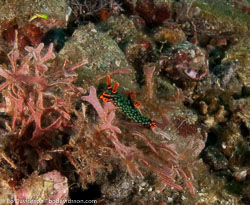 BD-090927-Lembeh-9274635-.jpg