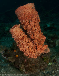 BD-090927-Lembeh-9274667-Coral.jpg
