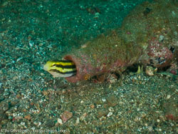 BD-090928-Lembeh-9284731-Needs-More.jpg
