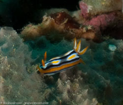 BD-090928-Lembeh-9284747-Chromodoris-colemani.-Rudman.-1982.jpg