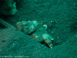 BD-090928-Lembeh-9284851-.jpg