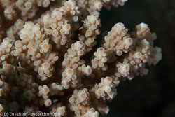 BD-140320-Baiicasag-2799-Acropora-sp.-Oken.-1815.jpg