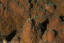 BD-151225-Apo-9911-Montipora-sp.-Blainville.-1830.jpg