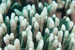 BD-151225-Apo-9955-Acropora-sp.-Oken.-1815.jpg