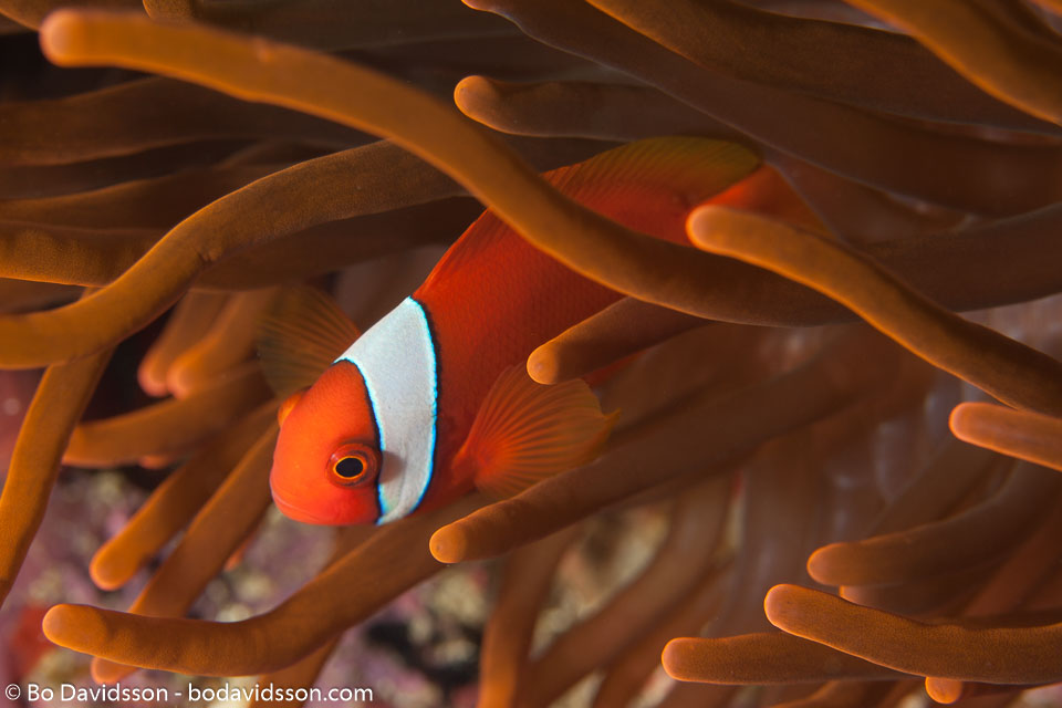 BD-170313-Sipalay-5213-Amphiprion-frenatus.-Brevoort.-1856---Tomato-clownfish.jpg