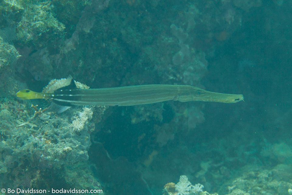 BD-170314-Sipalay-5428-Aulostomus-chinensis-(Linnaeus.-1766)---Chinese-trumpetfish.jpg