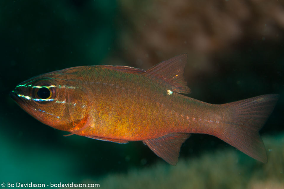 BD-170318-Dauin-5611-Ostorhinchus-chrysotaenia-(Bleeker.-1851)---Yellowlined-cardinalfish.jpg