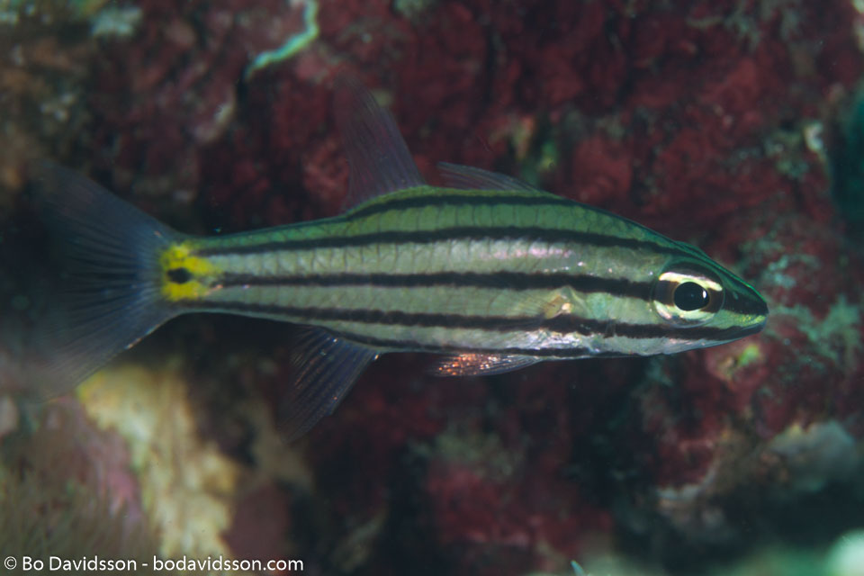 BD-170321-Dauin-6255-Cheilodipterus-quinquelineatus.-Cuvier.-1828---Fivelined-cardinalfish.jpg