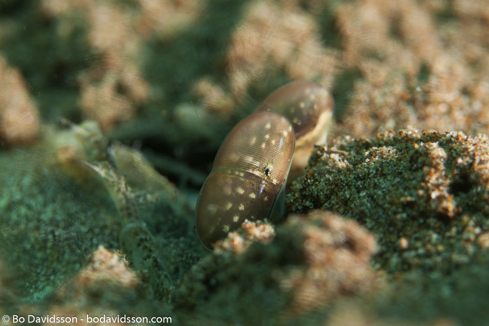 BD-170321-Dauin-6264-Lysiosquillina-maculata-(Fabricius.-1793)---Spearer-mantis-shrimp.jpg