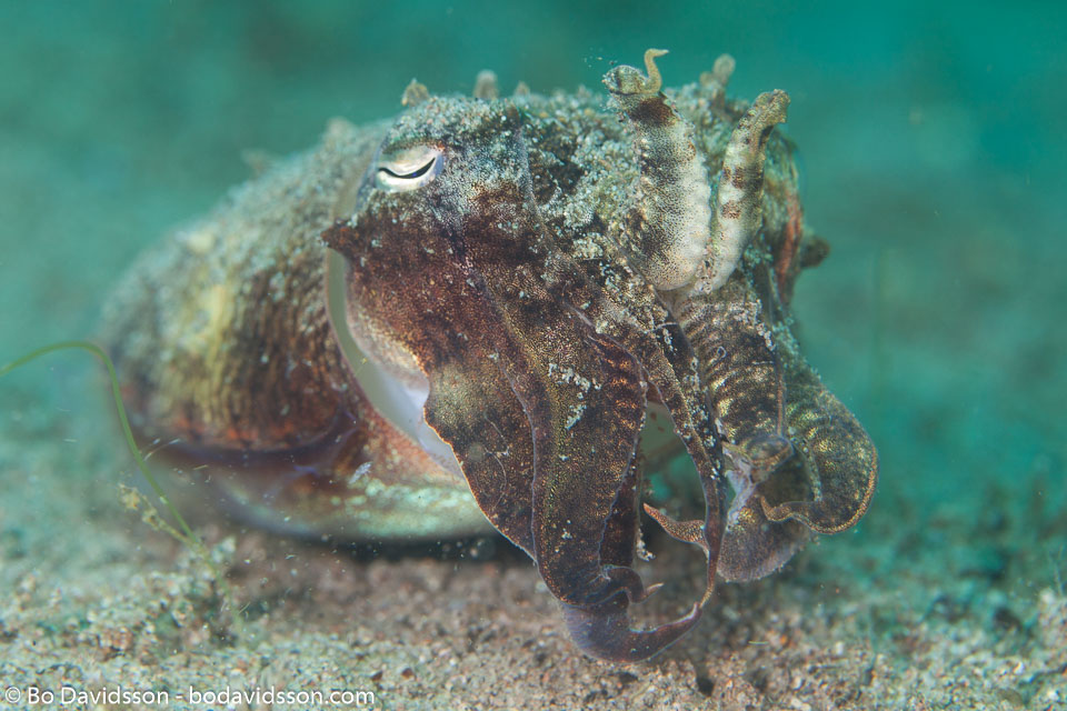 BD-170322-Dauin-6432-Sepia-latimanus.-Quoy---Gaimard.-1832---Broadclub-cuttlefish.jpg