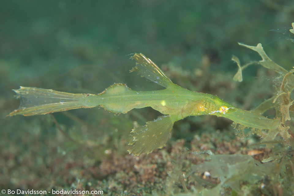 BD-170322-Dauin-6837-Solenostomus-cyanopterus.-Bleeker.-1854---Ghost-pipefish.jpg