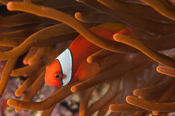 BD-170313-Sipalay-5213-Amphiprion-frenatus.-Brevoort.-1856---Tomato-clownfish.jpg