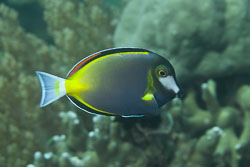 BD-170313-Sipalay-5230-Acanthurus-nigricans-(Linnaeus.-1758)---Whitecheek-surgeonfish.-Filippinsk-kirurgfisk.jpg
