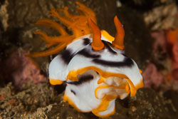 BD-170313-Sipalay-5246-Chromodoris-magnifica-(Quoy---Gaimard.-1832)---Magnificent-chromodoris.jpg