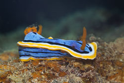 BD-170314-Sipalay-5366-Chromodoris-elisabethina.-Bergh.-1877.jpg