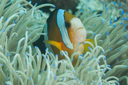 BD-170314-Sipalay-5422-Amphiprion-clarkii-(Bennett.-1830)---Yellowtail-clownfish.jpg