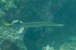 BD-170314-Sipalay-5428-Aulostomus-chinensis-(Linnaeus.-1766)---Chinese-trumpetfish.jpg