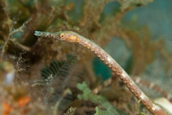 BD-170318-Dauin-5543-Trachyrhamphus-longirostris.-Kaup.-1856---Straightstick-pipefish.jpg