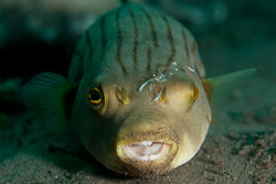 BD-170318-Dauin-5692-Arothron-manilensis-(Marion-de-Procé.-1822)---Narrow-lined-puffer.jpg