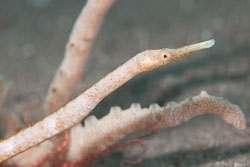 BD-170318-Dauin-5779-Micrognathus-pygmaeus.-Fritzsche.-1981---Thorntailed-pipefish.jpg