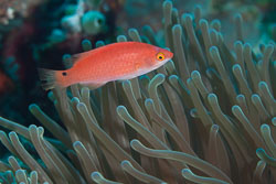 BD-170319-Apo-5845-Cirrhilabrus-adornatus.-Randall---Kunzmann.-1998---Red-fin-fairy-wrasse.jpg