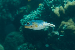 BD-170319-Apo-5903-Arothron-nigropunctatus-(Bloch---Schneider.-1801)---Blackspotted-puffer.jpg