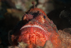 BD-170319-Apo-5906-Scorpaenopsis-oxycephala-(Bleeker.-1849)---Caledonian-devilfish.jpg