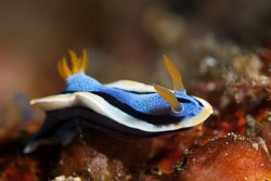 BD-170319-Apo-5914-Chromodoris-annae.-Bergh.-1877---Anna's-chromodoris.jpg