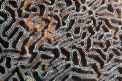 BD-170319-Apo-6016-Platygyra-sp.-Ehrenberg.-1834---Brain-coral.jpg