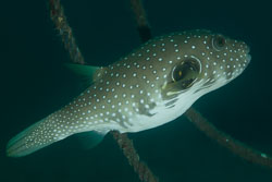 BD-170321-Dauin-6087-Arothron-hispidus-(Linnaeus.-1758)---White-spotted-puffer.jpg
