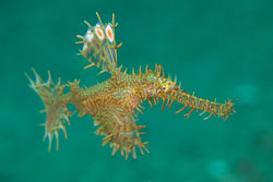 BD-170322-Dauin-6343-Solenostomus-paradoxus-(Pallas.-1770)---Harlequin-ghost-pipefish.-Spökkantnål.jpg