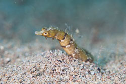 BD-170322-Dauin-6418-Corythoichthys-benedetto.-Allen---Erdmann.-2008---Benedetto's-pipefish.jpg