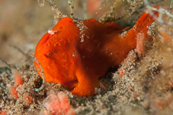 BD-170322-Dauin-6448-Antennarius-pictus-(Shaw.-1794)---Painted-frogfish.jpg