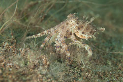 BD-170322-Dauin-6708-Hapalochlaena-lunulata-(Quoy---Gaimard.-1832)---Greater-blue-ringed-octopus.jpg