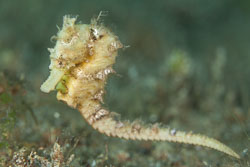 BD-170322-Dauin-6739-Hippocampus-kuda.-Bleeker.-1852---Spotted-seahorse.-Gul-sjöhäst.jpg