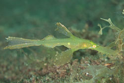 BD-170322-Dauin-6837-Solenostomus-cyanopterus.-Bleeker.-1854---Ghost-pipefish.jpg