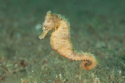BD-170322-Dauin-6863-Hippocampus-kuda.-Bleeker.-1852---Spotted-seahorse.-Gul-sjöhäst.jpg