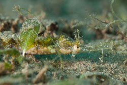 BD-170323-Dauin-7038-Halicampus-macrorhynchus.-Bamber.-1915---Ornate-pipefish.jpg