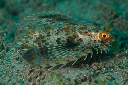 BD-170323-Dauin-7055-Dactyloptena-orientalis-(Cuvier.-1829)---Oriental-flying-gurnard.jpg
