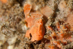 BD-170323-Dauin-7122-Antennarius-pictus-(Shaw.-1794)---Painted-frogfish.jpg