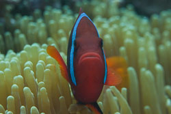 BD-170325-Balicasag-7188-Amphiprion-frenatus.-Brevoort.-1856---Tomato-clownfish.jpg