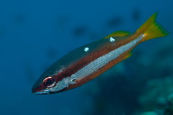 BD-170325-Balicasag-7200-Lutjanus-biguttatus-(Valenciennes.-1830)---Two-spot-banded-snapper.jpg