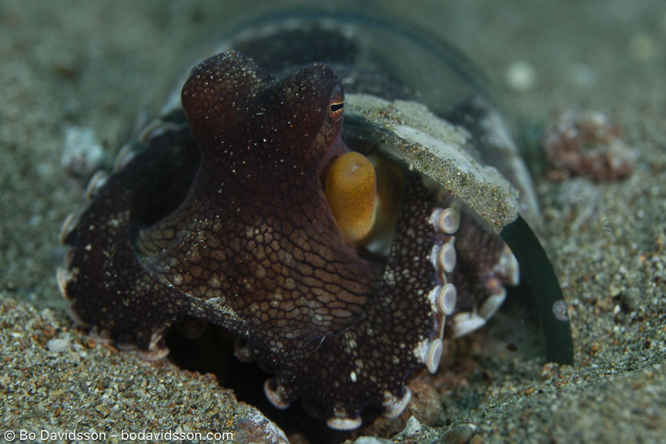 BD-200213-Dauin-2082-Amphioctopus-marginatus-(Iw-Takia-1964)---Coconut-octopus.jpg