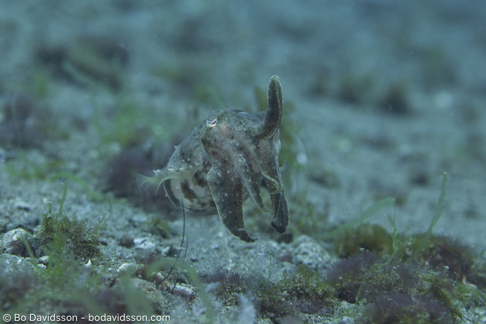 BD-200213-Dauin-2091-Sepia-latimanus.-Quoy---Gaimard.-1832---Broadclub-cuttlefish.jpg