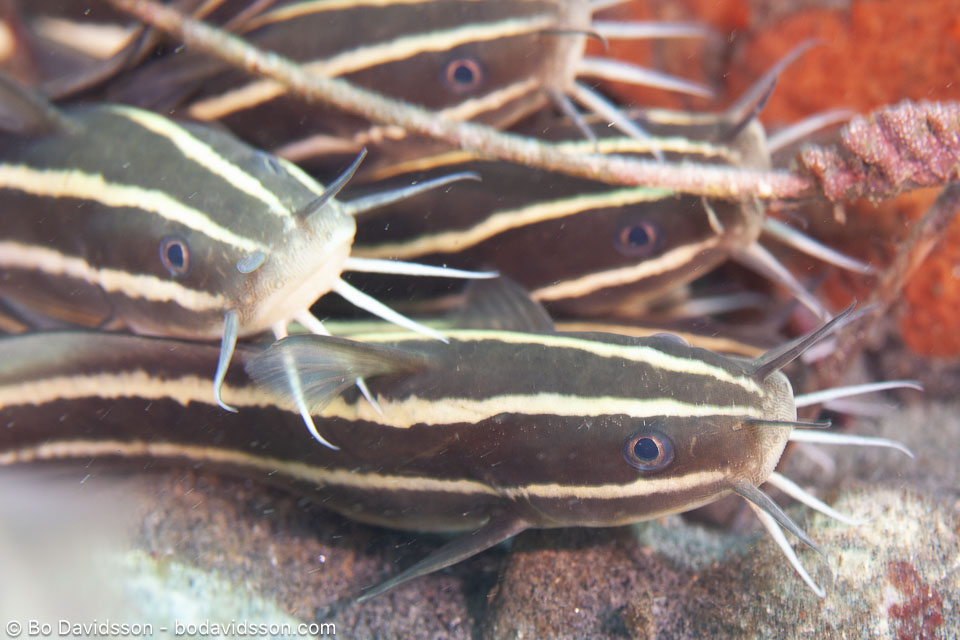 BD-200214-Dauin-2337-Plotosus-lineatus-(Thunberg.-1787)---Striped-eel-catfish.-Korallmal.jpg