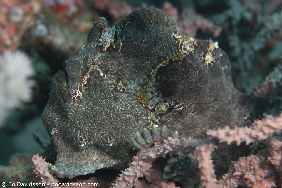 BD-200214-Dauin-2357-Antennarius-commerson.-(Lacepède.-1798)---Commerson's-frogfish.jpg