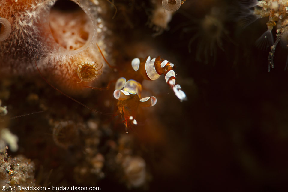 BD-200215-Dauin-2534-Thor-amboinensis-(de-Man.-1888)---Sqat-anemone-shrimp.jpg