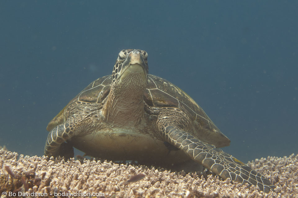 BD-200216-Apo-2582-Chelonia-mydas-(Linnaeus.-1758)---Green-sea-turtle.-Grön-havssköldpadda.jpg