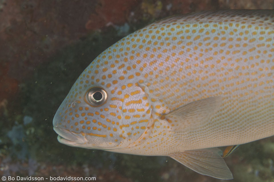 BD-200218-Dauin-2692-Plectorhinchus-flavomaculatus-(Cuvier.-1830)-Lemonfish.jpg