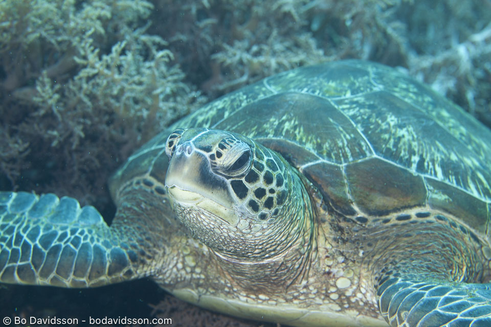 BD-200220-Apo-2914-Chelonia-mydas-(Linnaeus.-1758)---Green-sea-turtle.-Grön-havssköldpadda.jpg
